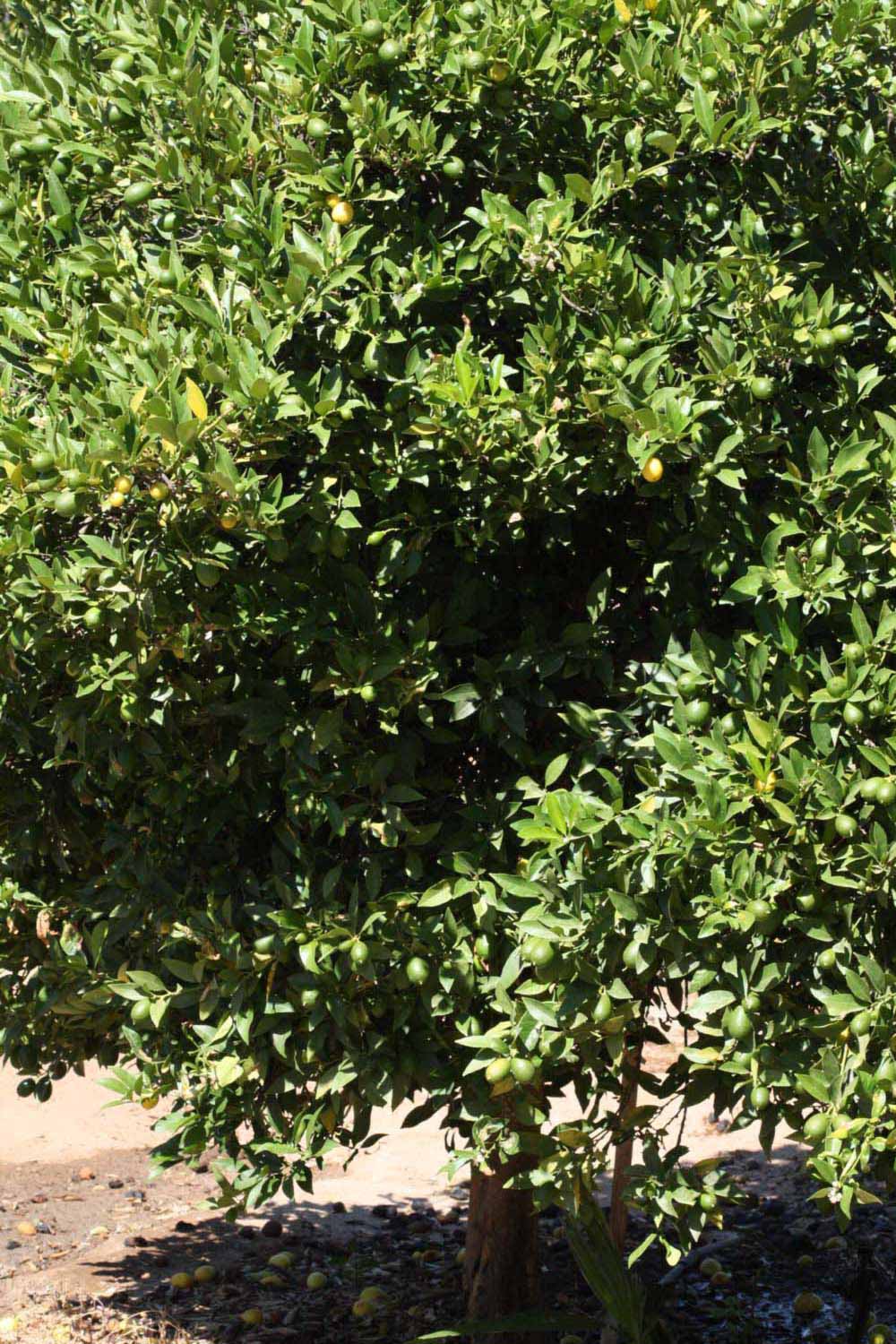            Habit (Riverside, CA)   